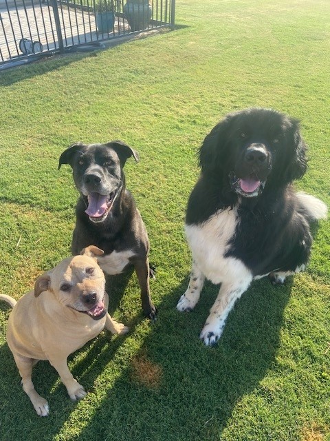 Lily, Rowdy, Tucker